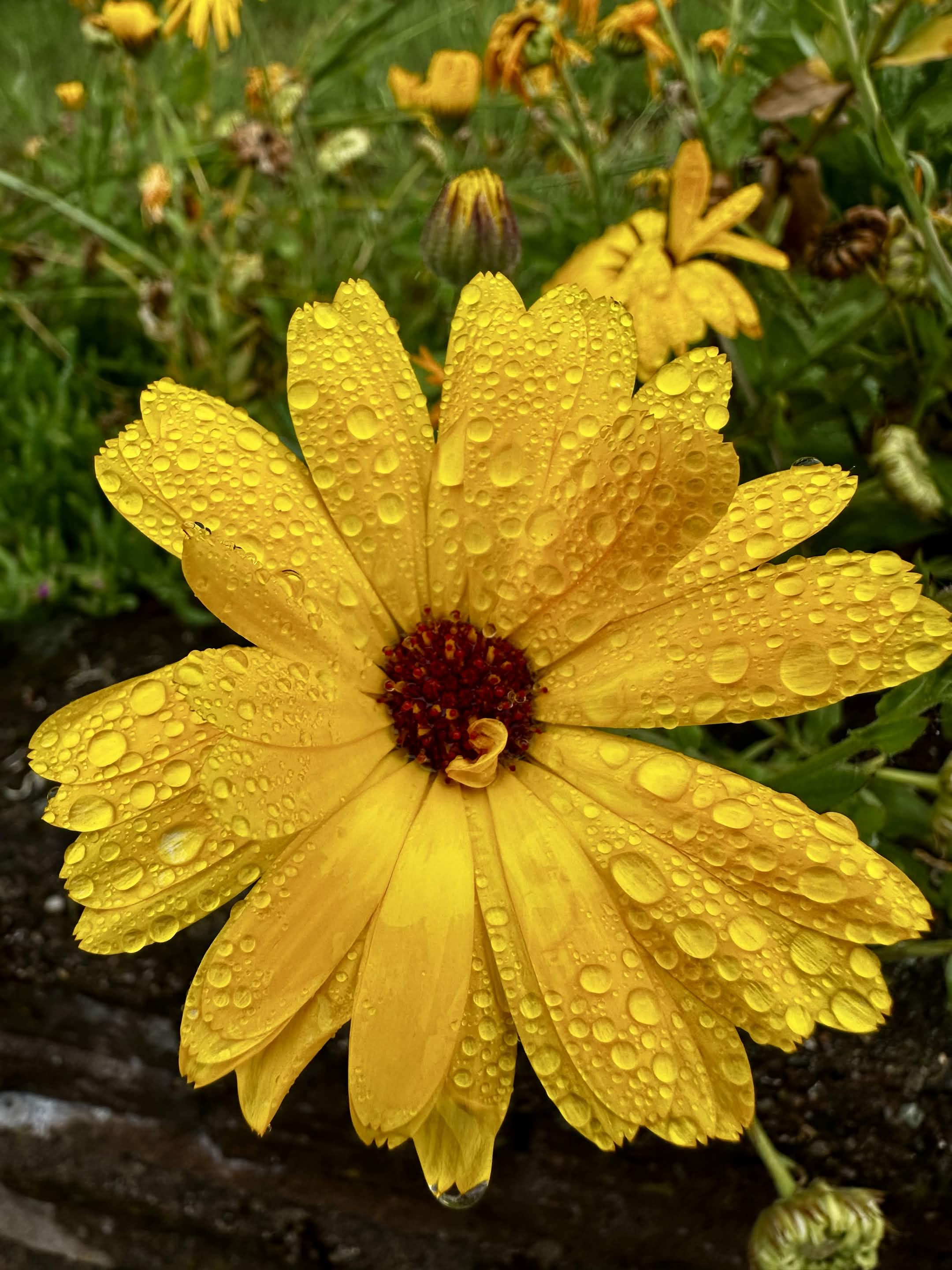 Rainy Sunshine.jpg