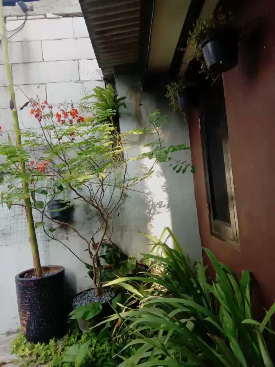 Teras Depan Natural